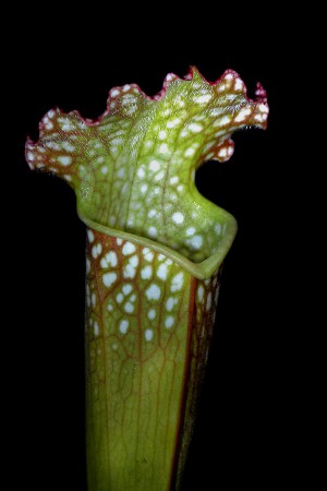 sarracenia leucophyla
